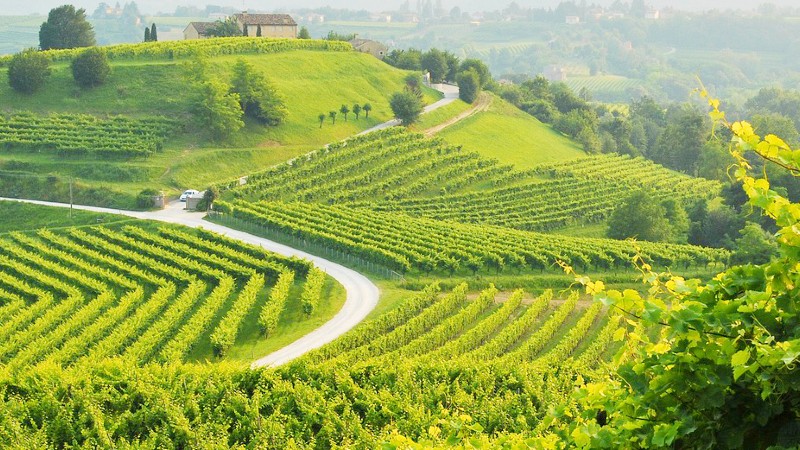 Gr�nne prosecco�ser